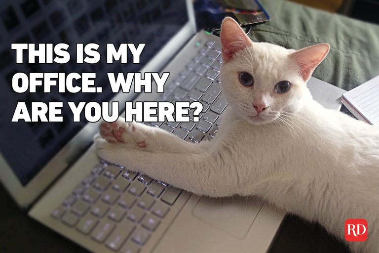 Cat In Office