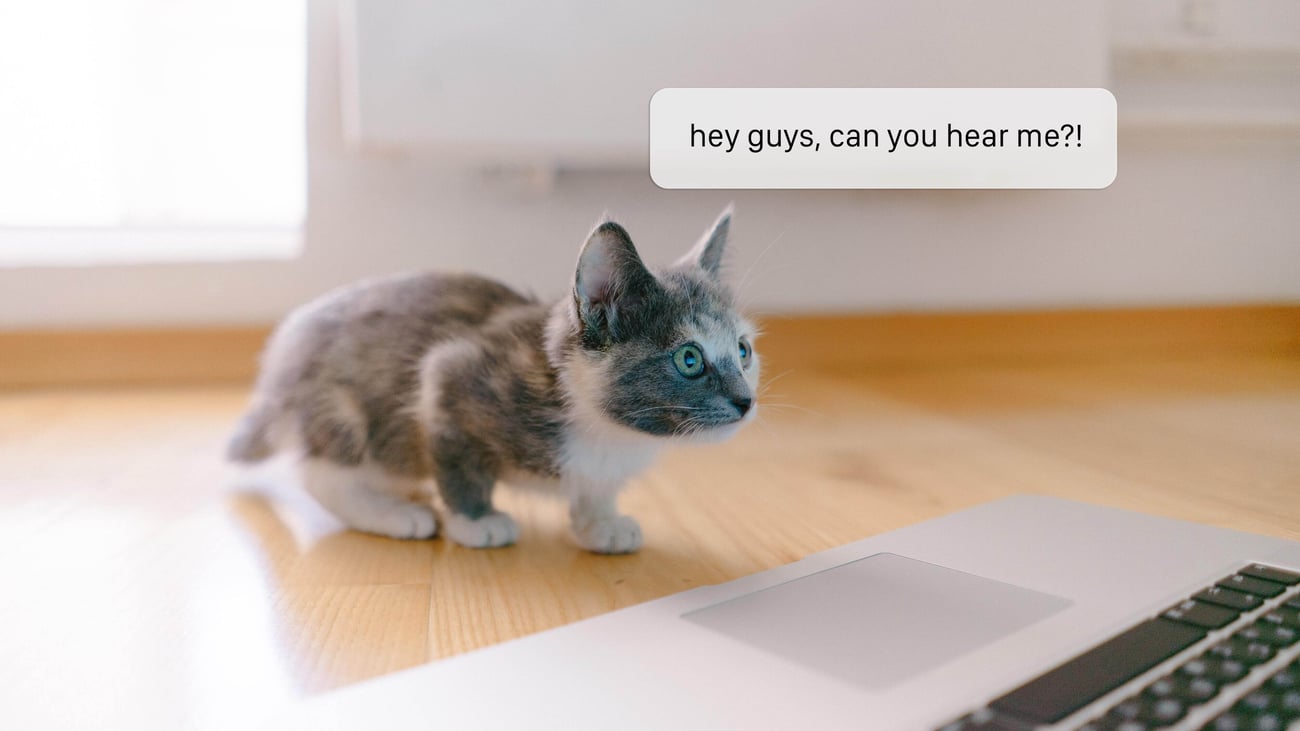 cat-on-conference-call