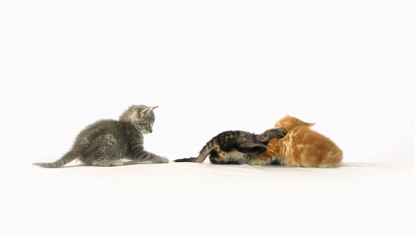 fightingcats