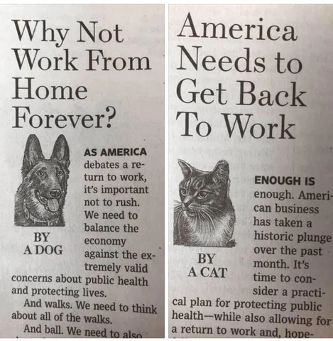 Dog-vs-Cat